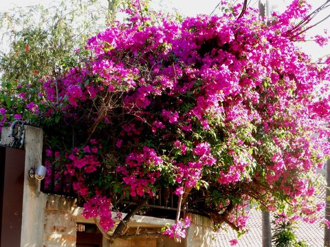 Buganville Lilas
