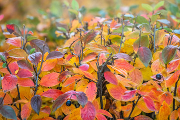 Branches with orange, green and yellow leaves in the autumn park.