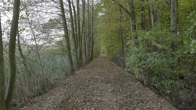Walking in forest path in park handheld autumn fallen leafs 4k