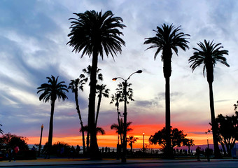 Obraz premium California Palm Trees & Sun