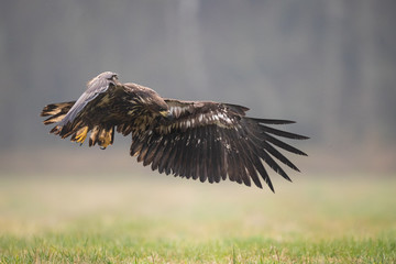 Birds of prey - white-tailed eagle in flight (Haliaeetus albicilla)