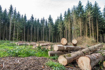 Rodung und Wiederaufforstung im Nadelwald