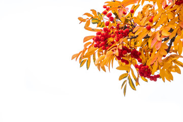 Red rowan berries in the autumn on branches with yellow leaves.