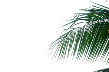 Coconut leaves with branches on white isolated background for green foliage backdrop 