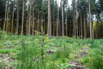 Rodung und Wiederaufforstung im Nadelwald