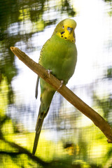 Obraz premium A green parakeet sitting on a branch