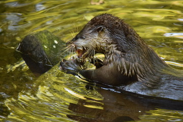 Otter im Wasser mit Beute im Maul essend