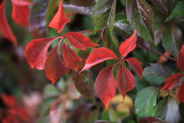 Herbststimmung mit wildem Wein, Vitis vinifera