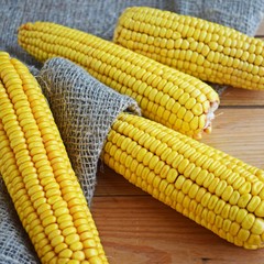 Fresh corn on a wooden background.