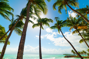 Palm trees in Bas du Fort beach in Guadeloupe