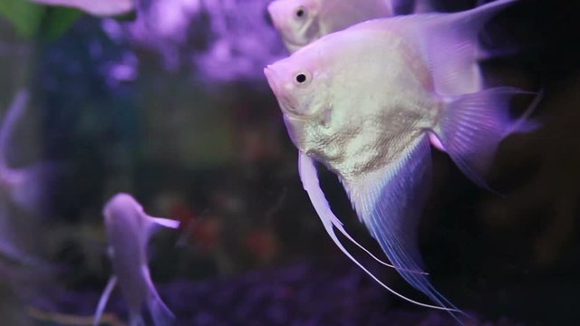 Angelfish swimming in Aquarium Tank