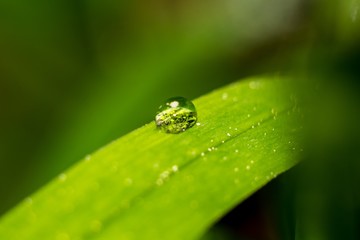 A small drop of water on a green leaf of a plant in nature