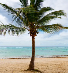 Palm tree under a cloudy sky