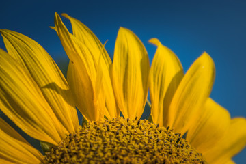 sunflower in the sun