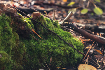 green moss on the tree