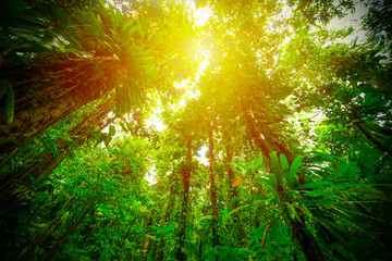 Fototapeta na wymiar Tall trees in Basse Terre jungle