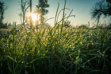 grass and sky