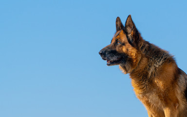 German shepherd. service dog. friend of human