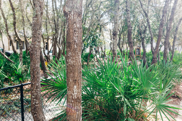 Green Palm Plant Landscaping