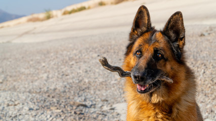 German shepherd. service dog. friend of human