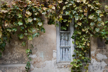 Fototapeta na wymiar Old wall and window twined with grapes