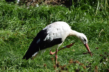 Storch kratzt sich im Grünen