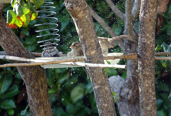 Moineaux prenant leur bain quotidien