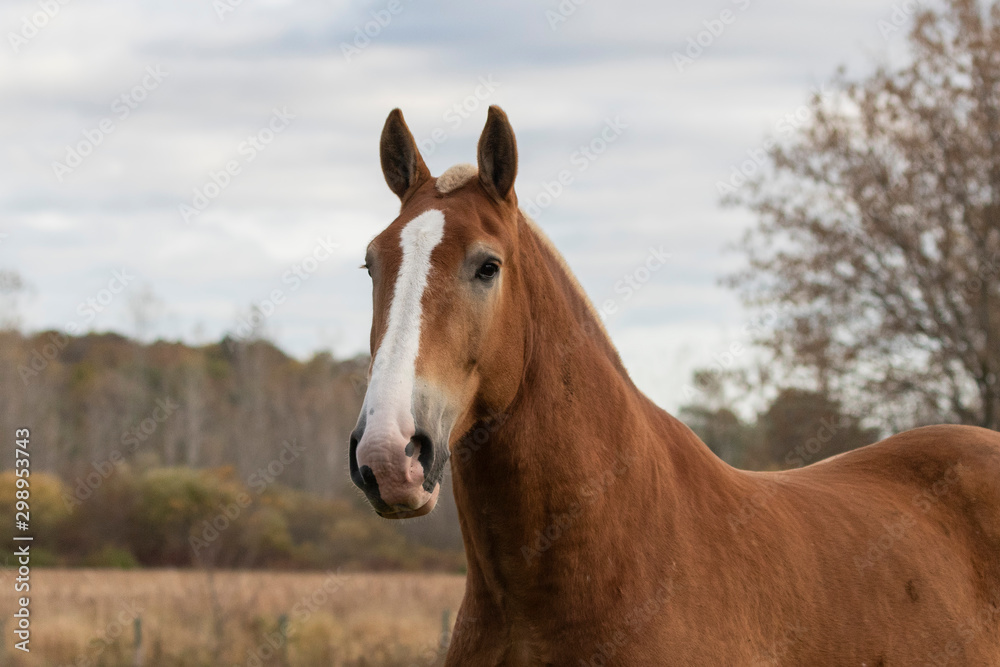 Sticker Beautiful heavy draft horse a large horse used for pulling heavy loads,