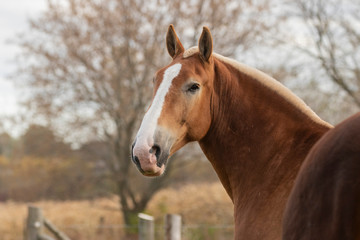 Fototapeta premium Beautiful heavy draft horse a large horse used for pulling heavy loads,
