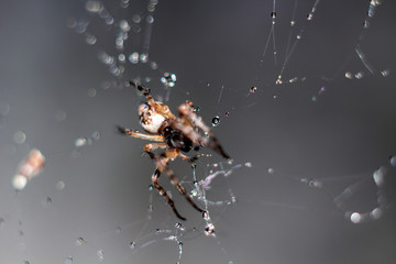A small spider sits on a web that is covered in drops of water