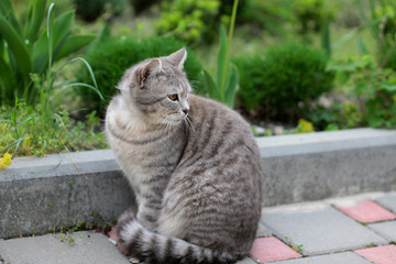 Naklejka na ściany i meble Fluffy gray cat in the garden in soft blur background