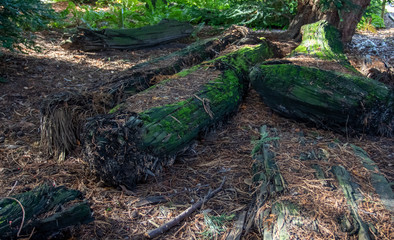 Old stump in the forest overgrown with green moss