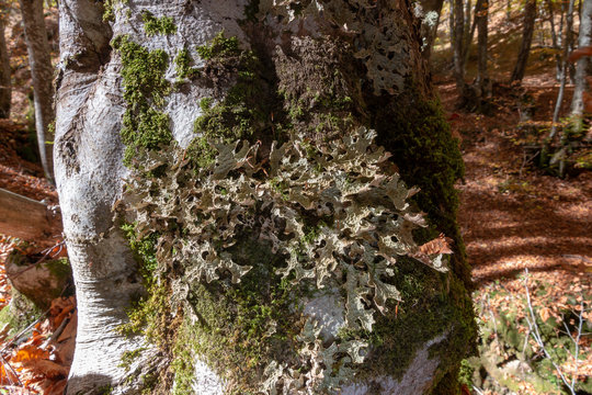 Lobaria Polmonaria , fungo ascomicete