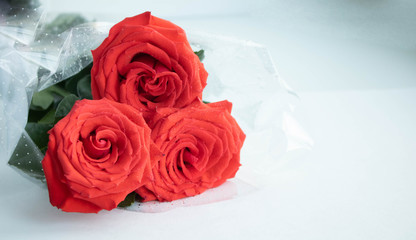 Red natural roses velvety soft background with droplets