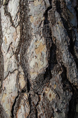 Uneven rough texture of black pine bark