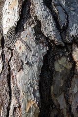 Uneven rough texture of black pine bark
