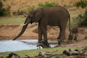 African bush elephant (Loxodonta africana) drinking water form the lake in evening sun. Green background. 