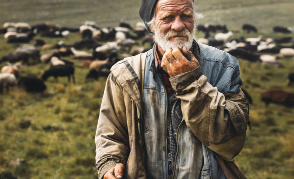 Male old shepherd is looking at camera on herd background. Farmer Professional Portrait Concept