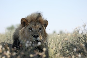 Lion male (Panthera leo)  in Kalahari desert. Dry grass in background. Lion male portrait up to...