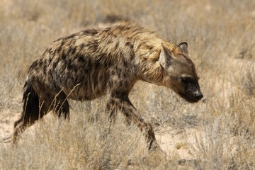 Lonely Spotted Hyena (Crocuta crocuta) (laughing hyena) giving a look and going across parched...