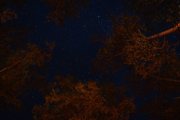 View of the stars through the tree branches on a summer night