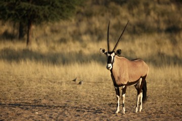 Naklejka na ściany i meble The gemsbok or gemsbuck (Oryx gazella) calmly standing on the sand in Kalahari desert. Dry sand and dry yellow grass in background.