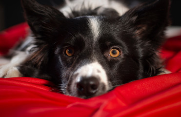 Closeup of a border collie puppy looking curious in the camera