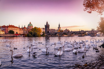 Fototapeta premium Blick über die Moldau mit zahlreichen Schwänen auf die Karlsbrücke in Prag bei Sonnenuntergang im Herbst, Tschechien