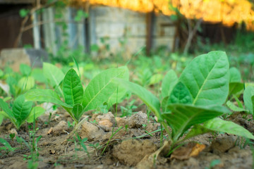 green tobacco leaves in the field selective focus
