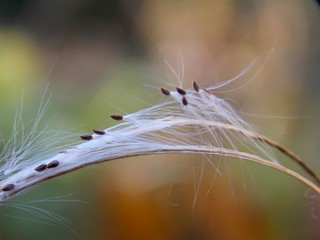 small plant seeds in the fall