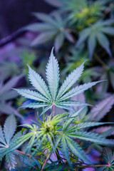 indoors marihuana plantation