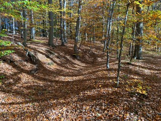 Wald im Herbst