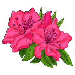 Closeup of pink azalea flowers with green foliage and half open bud on white background. 