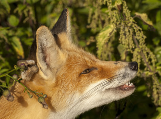 my friend the Fox